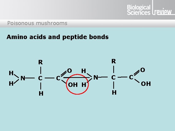 Poisonous mushrooms Amino acids and peptide bonds R R H H O N C