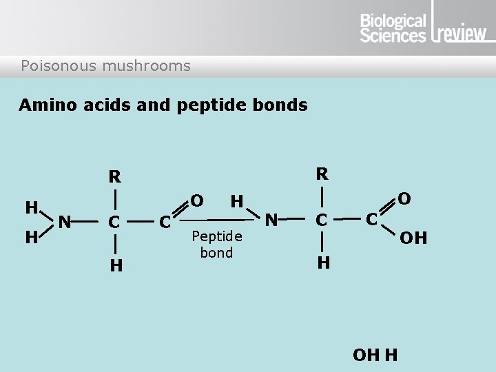 Poisonous mushrooms Amino acids and peptide bonds R R H H O N C