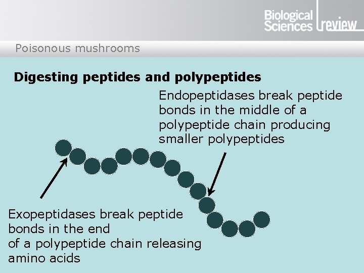 Poisonous mushrooms Digesting peptides and polypeptides Endopeptidases break peptide bonds in the middle of