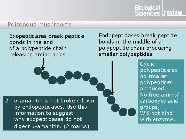 Poisonous mushrooms Exopeptidases break peptide bonds in the end of a polypeptide chain releasing