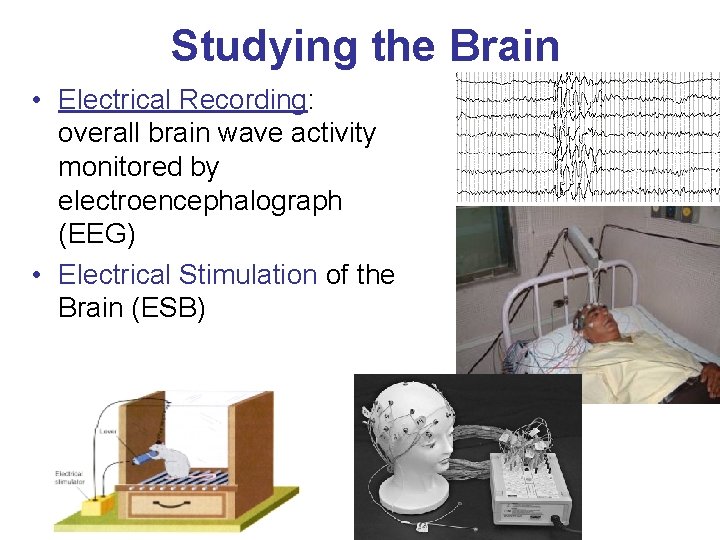 Studying the Brain • Electrical Recording: overall brain wave activity monitored by electroencephalograph (EEG)