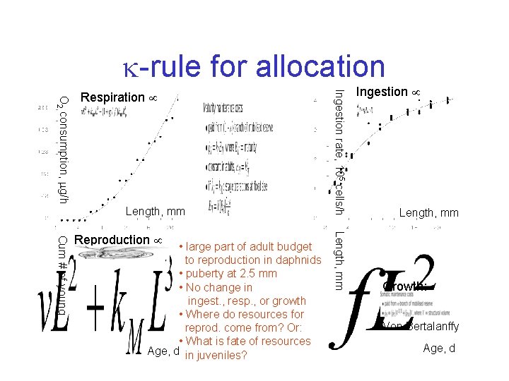  -rule for allocation Length, mm • large part of adult budget to reproduction