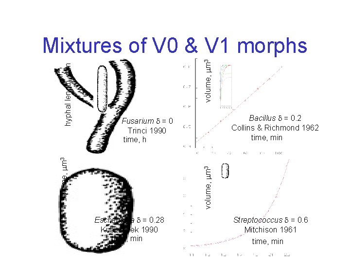 volume, m 3 Bacillus = 0. 2 Collins & Richmond 1962 time, min Fusarium