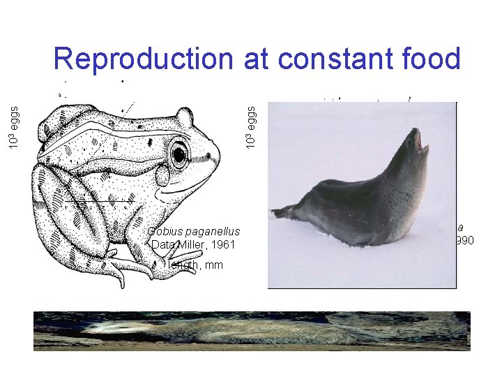 103 eggs Reproduction at constant food Gobius paganellus Data Miller, 1961 Rana esculenta Data