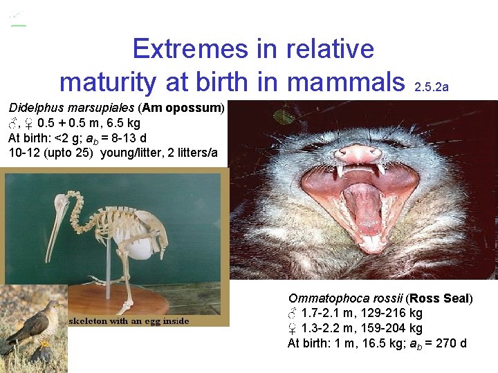 Extremes in relative maturity at birth in mammals 2. 5. 2 a Didelphus marsupiales