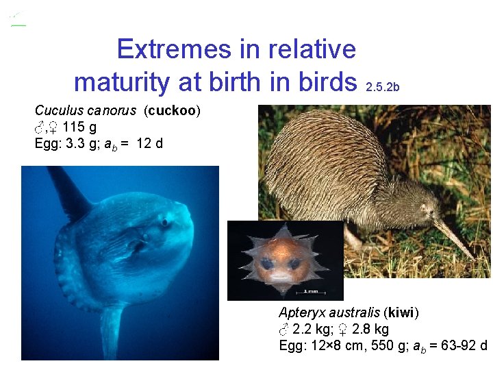 Extremes in relative maturity at birth in birds 2. 5. 2 b Cuculus canorus