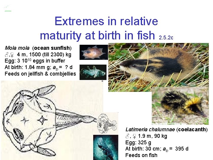 Extremes in relative maturity at birth in fish 2. 5. 2 c Mola mola