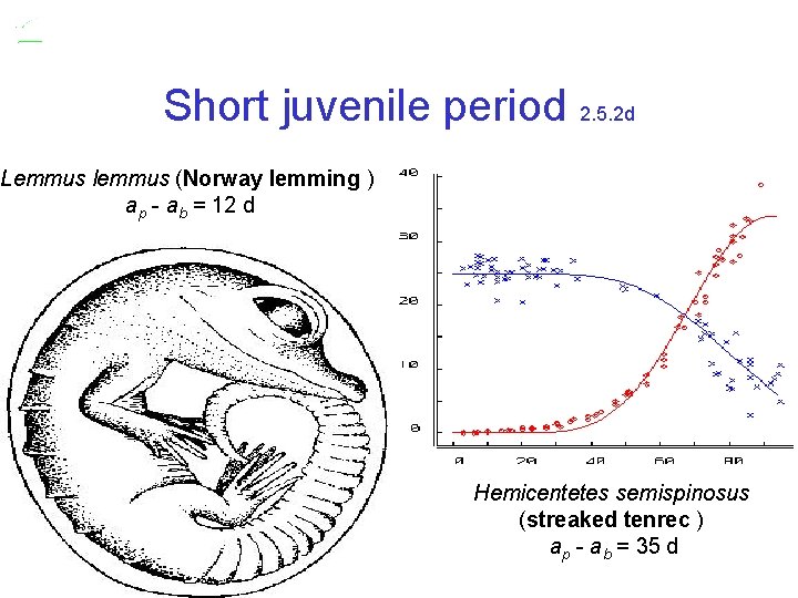 Short juvenile period 2. 5. 2 d Lemmus lemmus (Norway lemming ) ap -