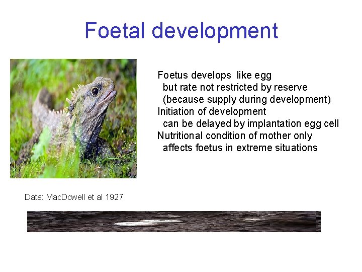 weight, g Foetal development Foetus develops like egg but rate not restricted by reserve