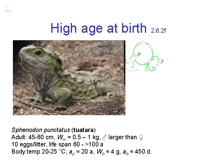 High age at birth 2. 6. 2 f Sphenodon punctatus (tuatara) Adult: 45 -60