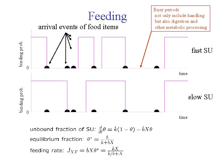 Feeding binding prob. arrival events of food items Busy periods not only include handling