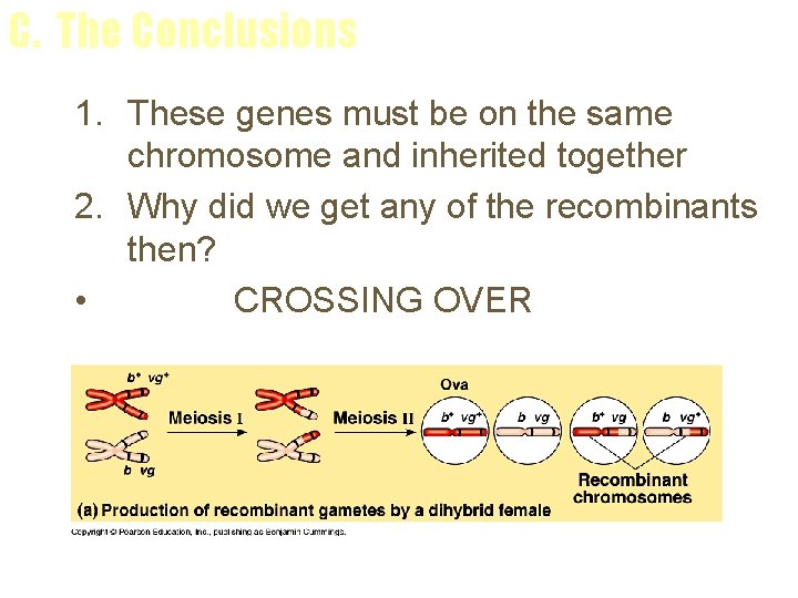 C. The Conclusions 1. These genes must be on the same chromosome and inherited