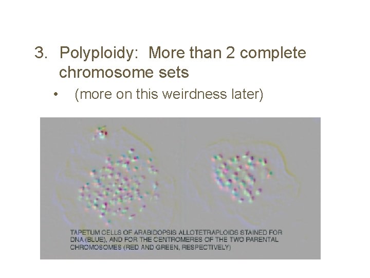 3. Polyploidy: More than 2 complete chromosome sets • (more on this weirdness later)