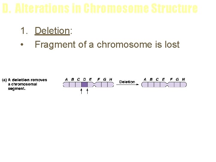 D. Alterations in Chromosome Structure 1. Deletion: • Fragment of a chromosome is lost