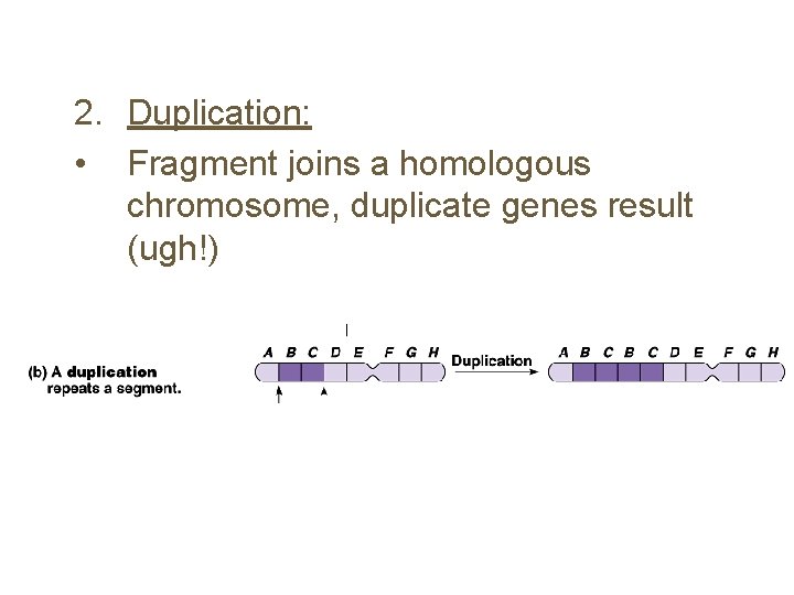 2. Duplication: • Fragment joins a homologous chromosome, duplicate genes result (ugh!) 