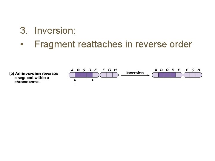 3. Inversion: • Fragment reattaches in reverse order 