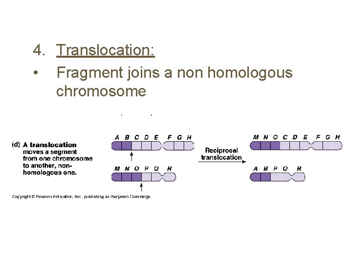 4. Translocation: • Fragment joins a non homologous chromosome 