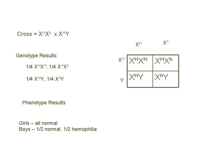 Cross = XHXh x XHY XH Genotype Results XH 1/4 XHXH, 1/4 XHXh 1/4