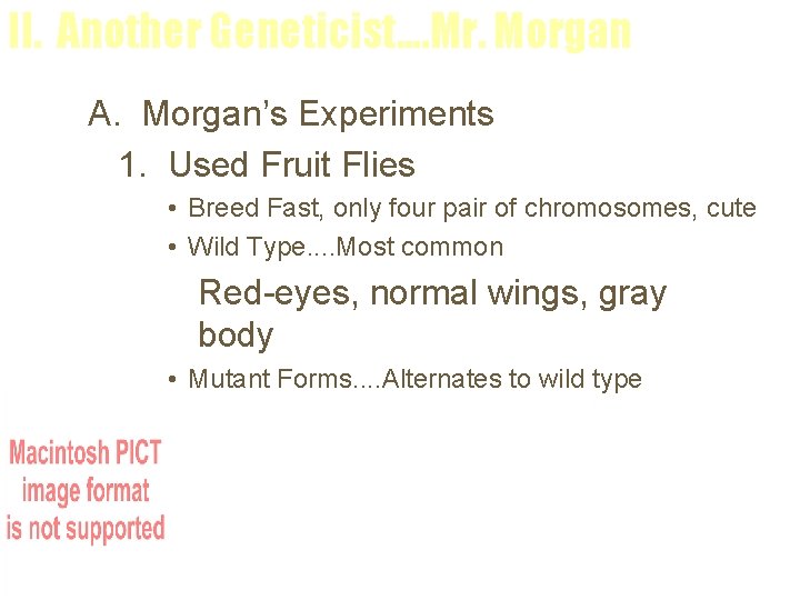 II. Another Geneticist. . Mr. Morgan A. Morgan’s Experiments 1. Used Fruit Flies •