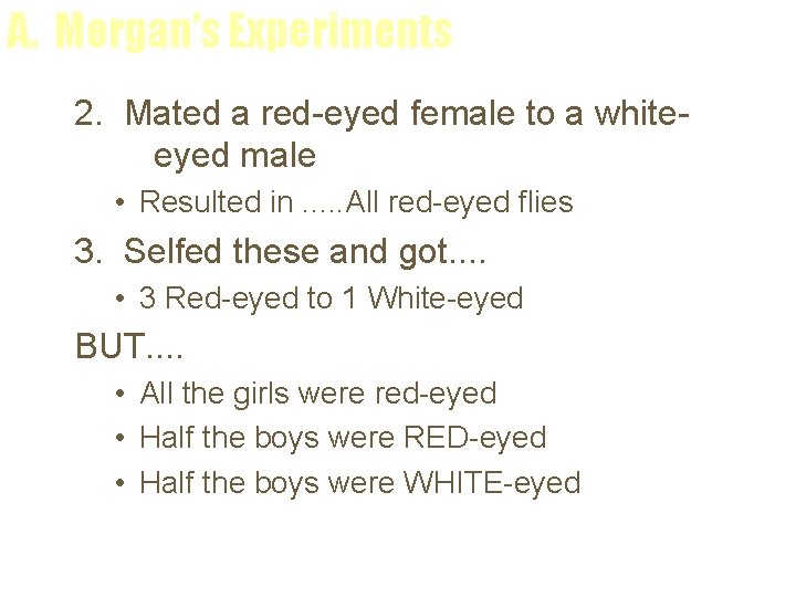 A. Morgan’s Experiments 2. Mated a red-eyed female to a whiteeyed male • Resulted