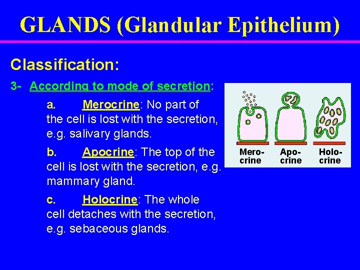 GLANDS (Glandular Epithelium) Classification: 3 - According to mode of secretion: a. Merocrine: No