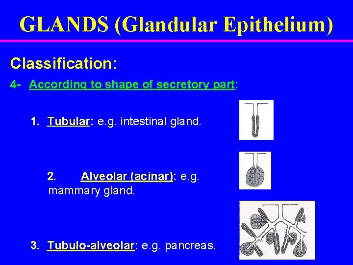 GLANDS (Glandular Epithelium) Classification: 4 - According to shape of secretory part: 1. Tubular: