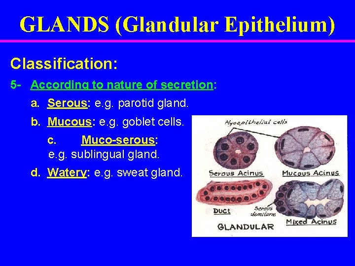 GLANDS (Glandular Epithelium) Classification: 5 - According to nature of secretion: a. Serous: e.