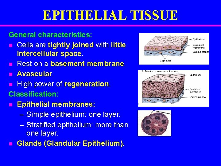 EPITHELIAL TISSUE General characteristics: n Cells are tightly joined with little intercellular space. n