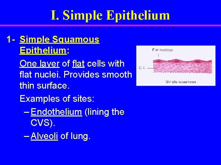 I. Simple Epithelium 1 - Simple Squamous Epithelium: One layer of flat cells with