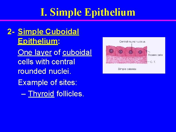 I. Simple Epithelium 2 - Simple Cuboidal Epithelium: One layer of cuboidal cells with