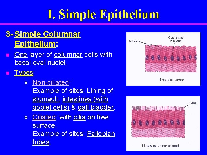 I. Simple Epithelium 3 - Simple Columnar Epithelium: n n One layer of columnar