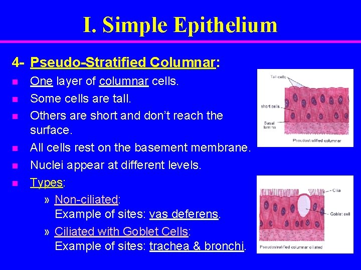 I. Simple Epithelium 4 - Pseudo-Stratified Columnar: n n n One layer of columnar