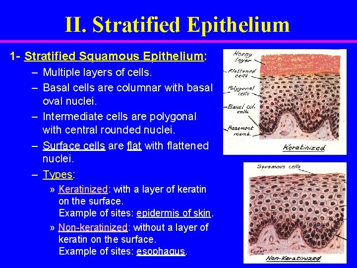 II. Stratified Epithelium 1 - Stratified Squamous Epithelium: – Multiple layers of cells. –