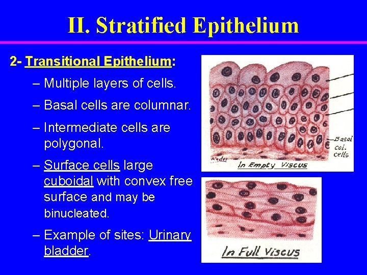 II. Stratified Epithelium 2 - Transitional Epithelium: – Multiple layers of cells. – Basal