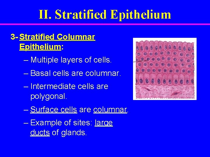 II. Stratified Epithelium 3 - Stratified Columnar Epithelium: – Multiple layers of cells. –