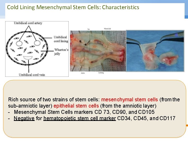 Cold Lining Mesenchymal Stem Cells: Characteristics Rich source of two strains of stem cells: