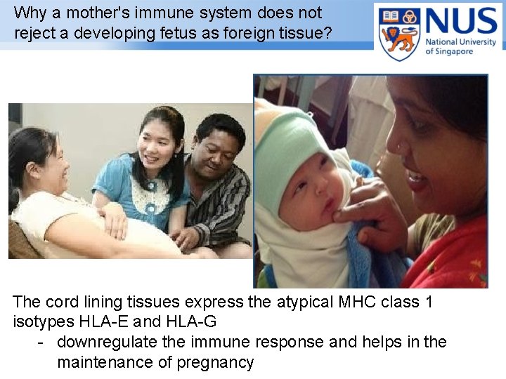 Why a mother's immune system does not reject a developing fetus as foreign tissue?