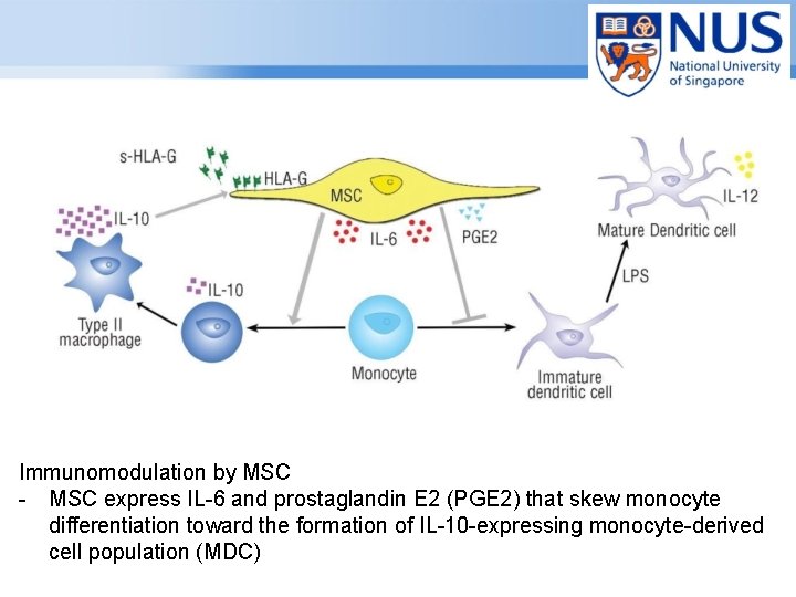 Immunomodulation by MSC - MSC express IL-6 and prostaglandin E 2 (PGE 2) that