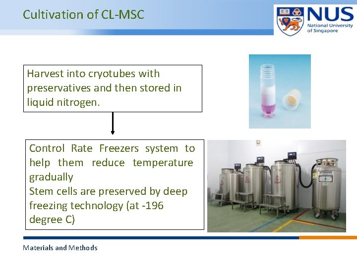 Cultivation of CL-MSC Harvest into cryotubes with preservatives and then stored in liquid nitrogen.