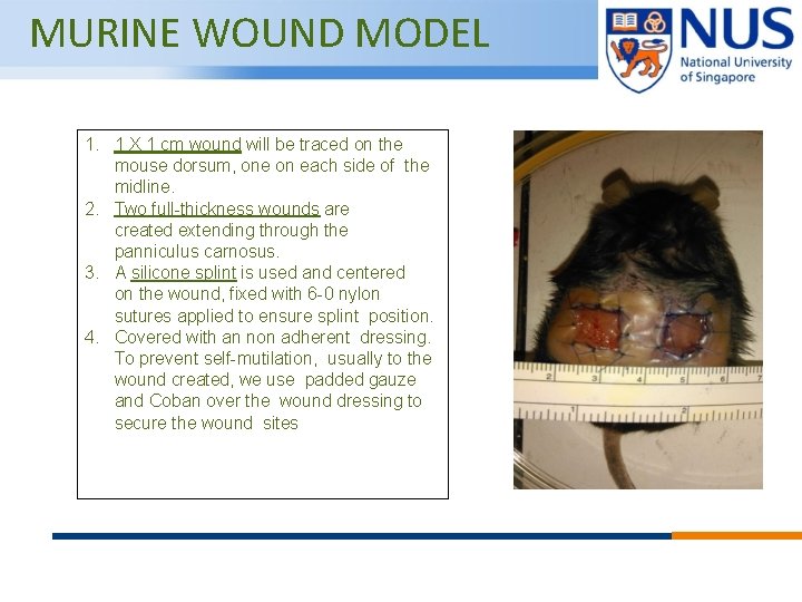 MURINE WOUND MODEL 1. 1 X 1 cm wound will be traced on the