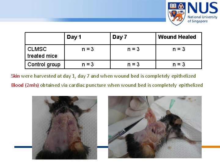 Day 1 Day 7 Wound Healed CLMSC treated mice n=3 n=3 Control group n=3