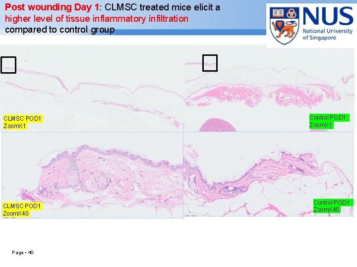 Post wounding Day 1: CLMSC treated mice elicit a higher level of tissue inflammatory