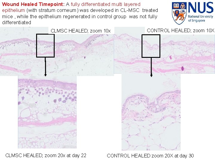 Wound Healed Timepoint: A fully differentiated multi layered epithelium (with stratum corneum) was developed