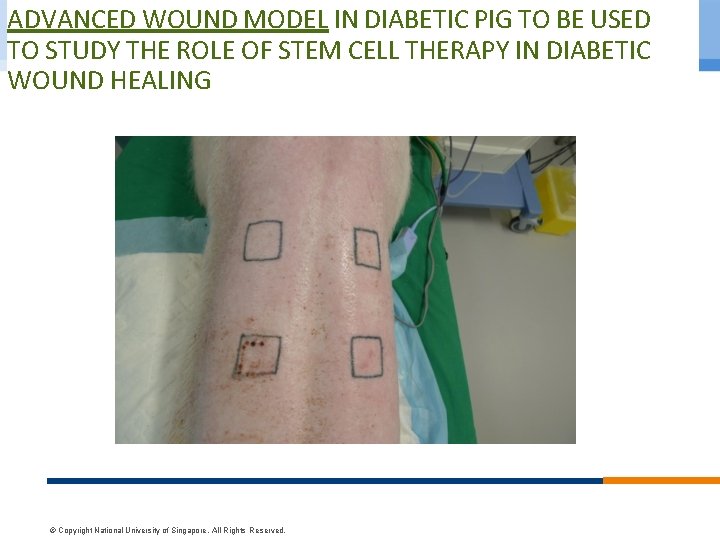 ADVANCED WOUND MODEL IN DIABETIC PIG TO BE USED TO STUDY THE ROLE OF