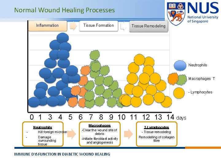 Normal Wound Healing Processes Inflammation Tissue Formation Tissue Remodeling Neutrophils Macrophages T - Lymphocytes