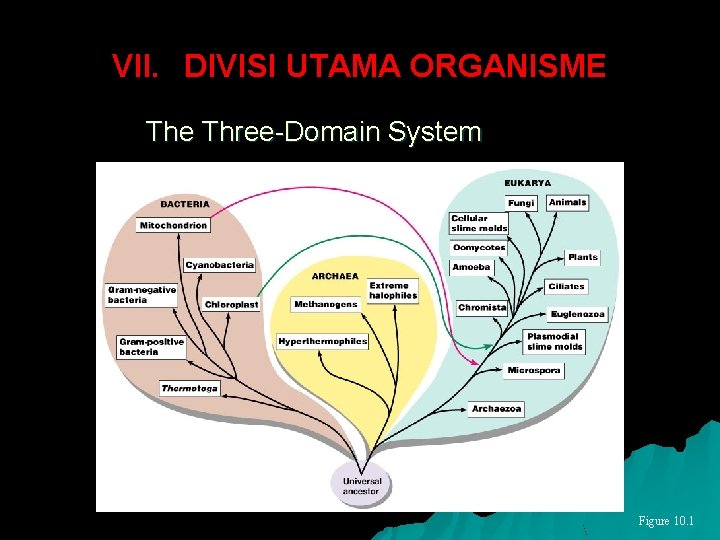 VII. DIVISI UTAMA ORGANISME The Three-Domain System Figure 10. 1 