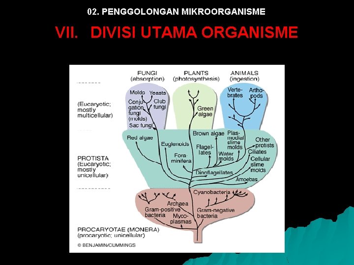 02. PENGGOLONGAN MIKROORGANISME VII. DIVISI UTAMA ORGANISME 