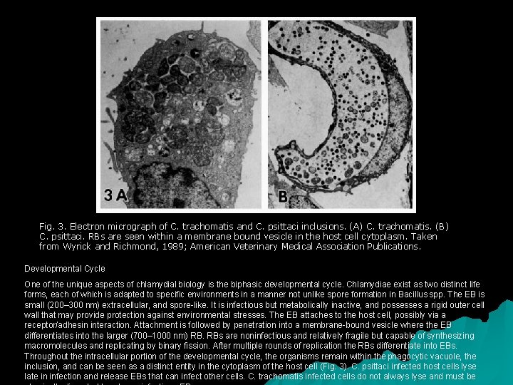 Fig. 3. Electron micrograph of C. trachomatis and C. psittaci inclusions. (A) C. trachomatis.