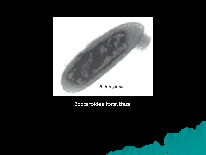 Bacteroides forsythus 