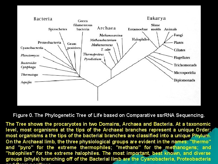 Figure 0. The Phylogenetic Tree of Life based on Comparative ssr. RNA Sequencing. The